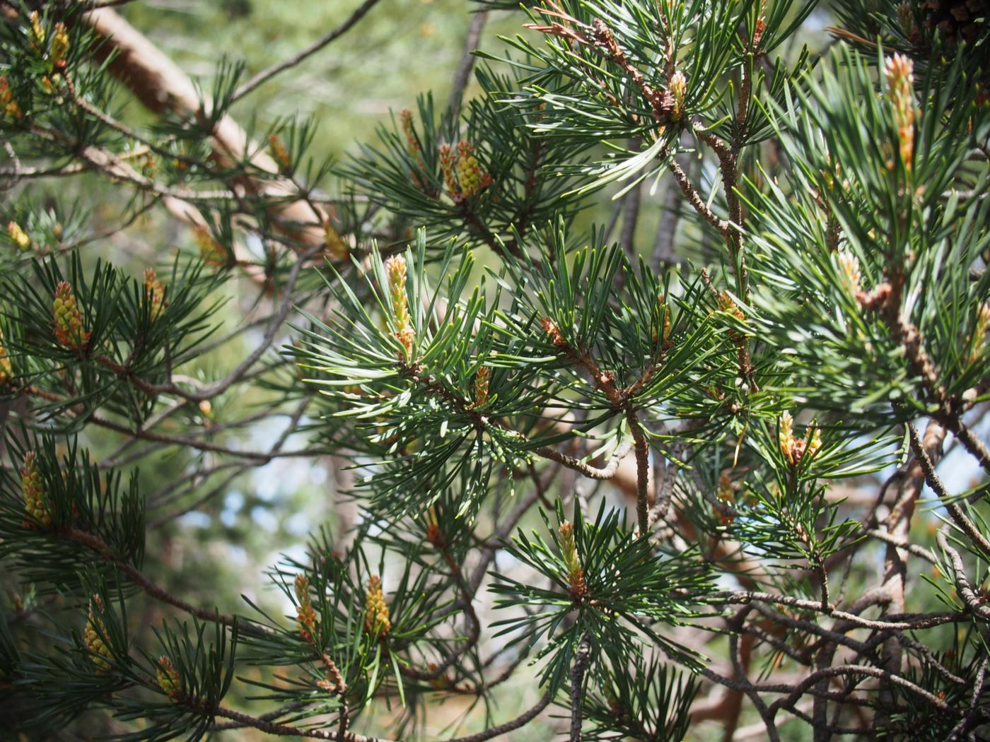 Pine, Corsican leaf